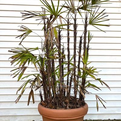 Zombie Palm