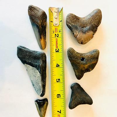Collection of Megalodon Teeth (GRB- JM)