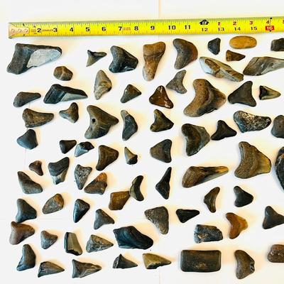 Collection of Megalodon Teeth (GRB- JM)