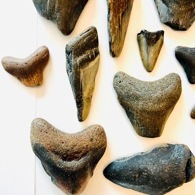 Collection of Megalodon Teeth (GRB- JM)