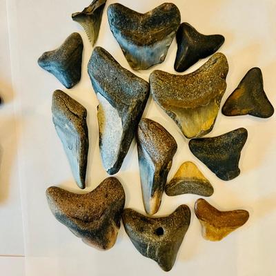 Collection of Megalodon Teeth (GRB- JM)