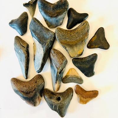Collection of Megalodon Teeth (GRB- JM)