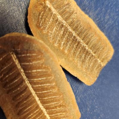 Plant Fossil