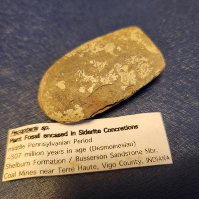 Plant Fossil