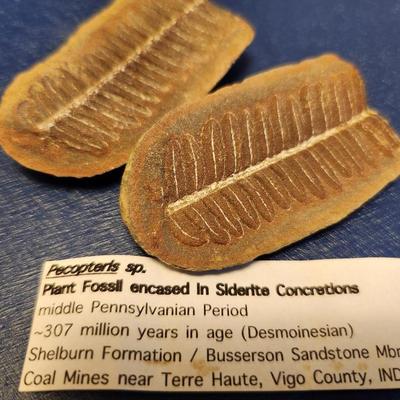 Plant Fossil