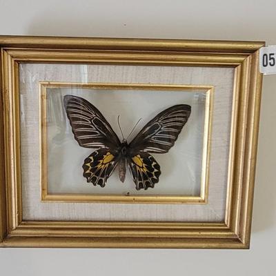 Framed Butterfly Art