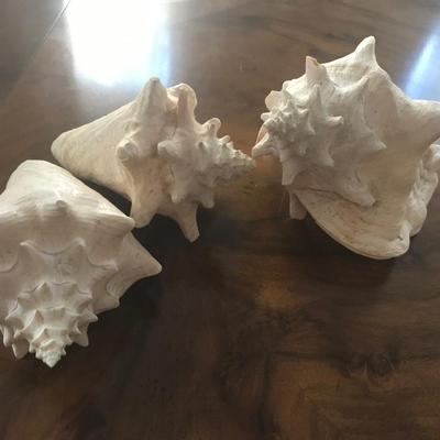 ANTIQUE SHELL GROUP