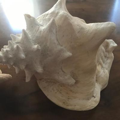 ANTIQUE SHELL GROUP