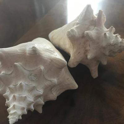 ANTIQUE SHELL GROUP