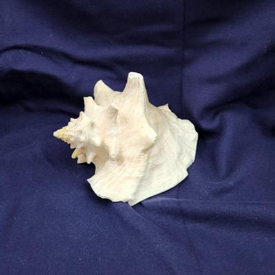 GORGEOUS LARGE KONCH SHELL ðŸš