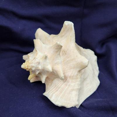 GORGEOUS LARGE KONCH SHELL ðŸš