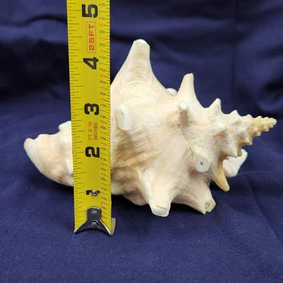 GORGEOUS LARGE KONCH SHELL ðŸš