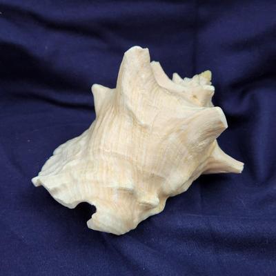 GORGEOUS LARGE KONCH SHELL ðŸš