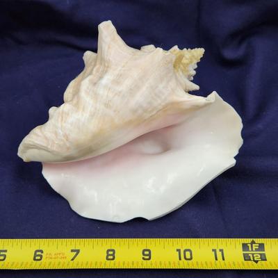 GORGEOUS LARGE KONCH SHELL ðŸš