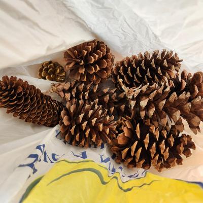 Large box of Pine cones various sizes types