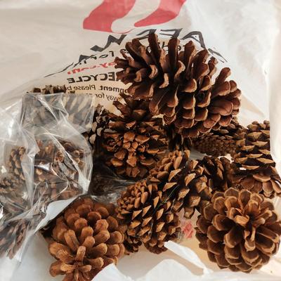 Large box of Pine cones various sizes types