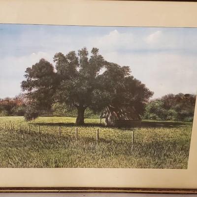 Tree in pasture