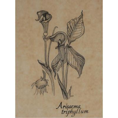 Original "Arisaema Triphyllum" Pen and Ink Signed Drawing