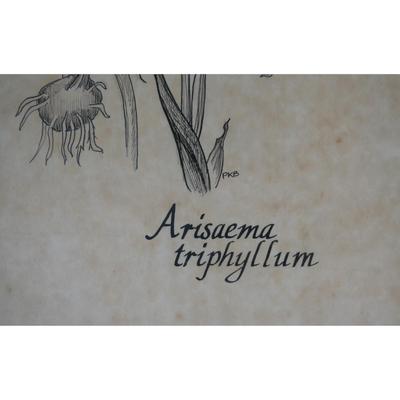 Original "Arisaema Triphyllum" Pen and Ink Signed Drawing