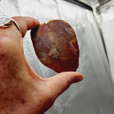 SLICED OCEAN JASPER ROCK