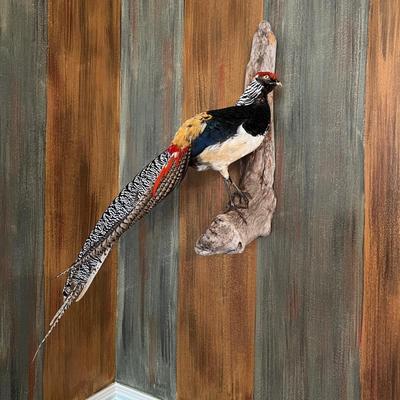 Wall Mounted Pheasant (DR-MK)
