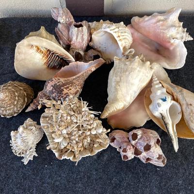 LOT 216 Group RARE Large Sea Shells Conch Coral  12 pcs
