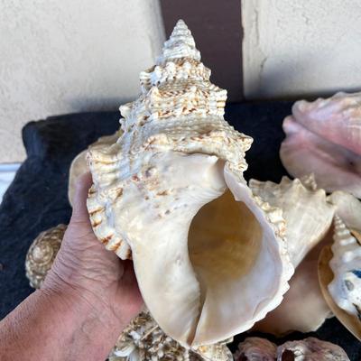 LOT 216 Group RARE Large Sea Shells Conch Coral  12 pcs