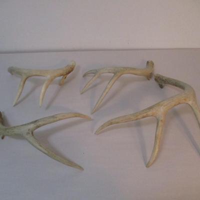 Collection of Deer Antlers