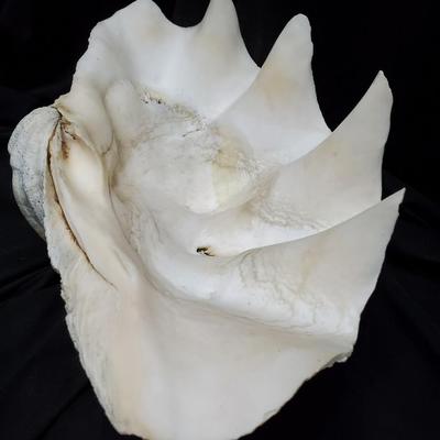 Giant Clam Shell