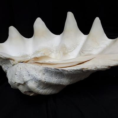 Giant Clam Shell