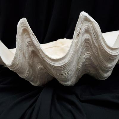 Giant Clam Shell