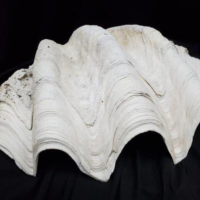 Giant Clam Shell