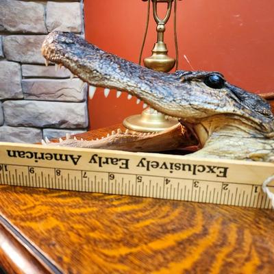 Petrified Alligator Head