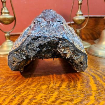 Petrified Alligator Head
