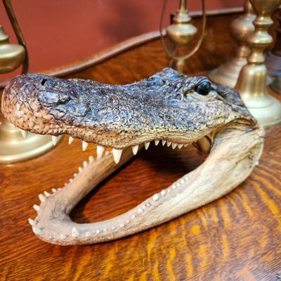 Petrified Alligator Head