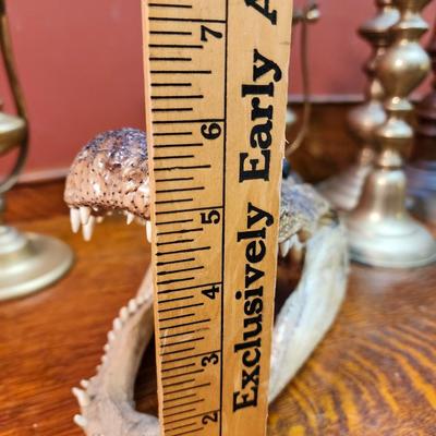 Petrified Alligator Head