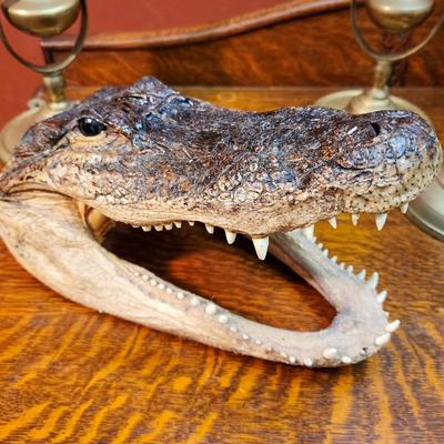 Petrified Alligator Head