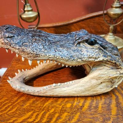 Petrified Alligator Head
