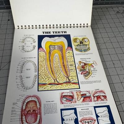 The Anatomical Chart Series 