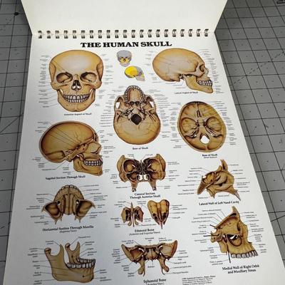 The Anatomical Chart Series 