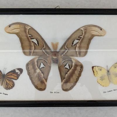 Butterfly Specimens