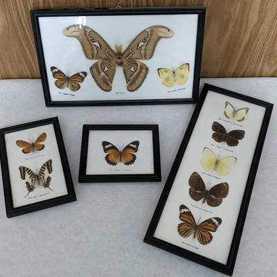 Butterfly Specimens