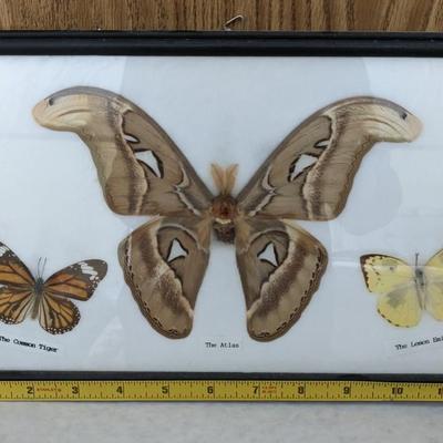 Butterfly Specimens