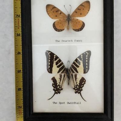 Butterfly Specimens