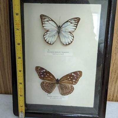 Convex Glass Taxidermy Butterflies