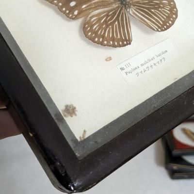 Convex Glass Taxidermy Butterflies