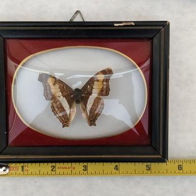 Convex Glass Taxidermy Butterflies