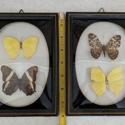 Convex Glass Taxidermy Butterflies