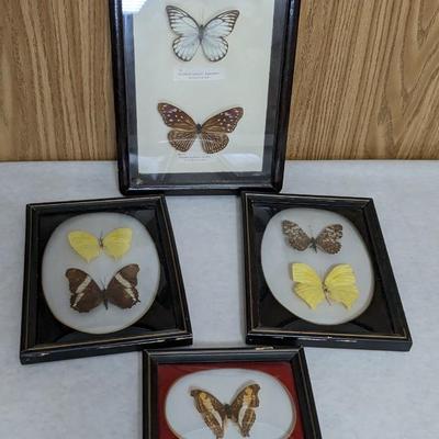 Convex Glass Taxidermy Butterflies