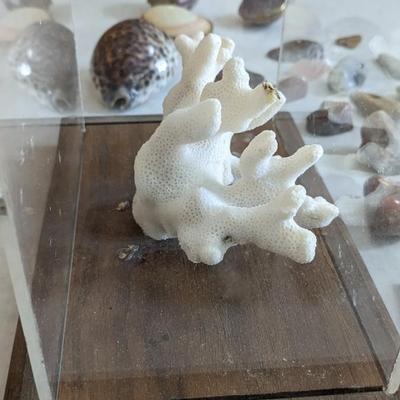 Natural Specimens